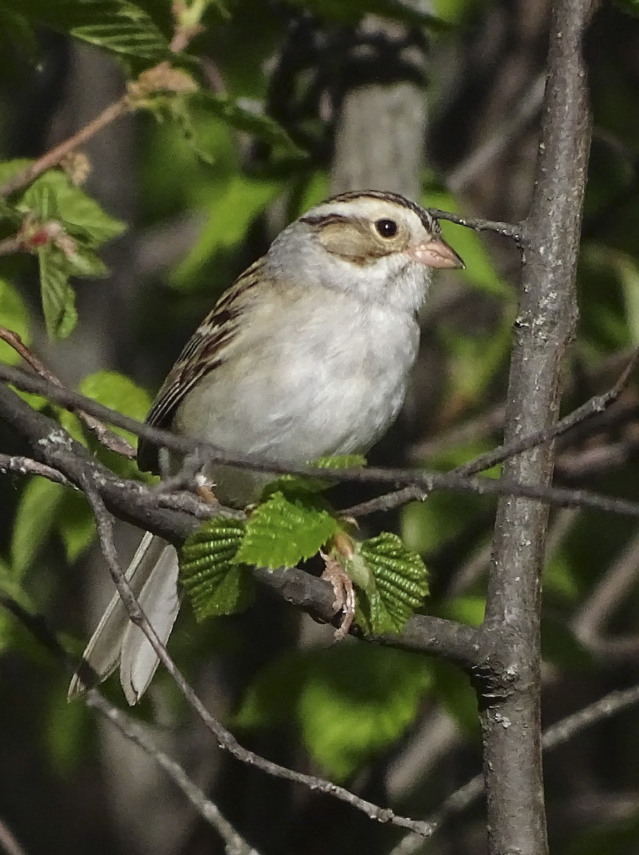 Clay-colored Sparrow - ML104551791