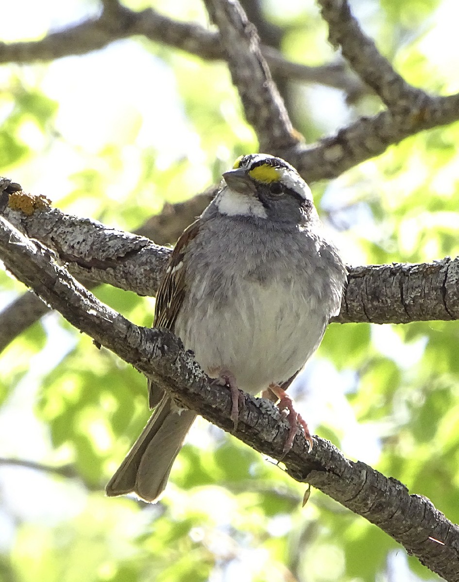 White-throated Sparrow - Nancy Overholtz