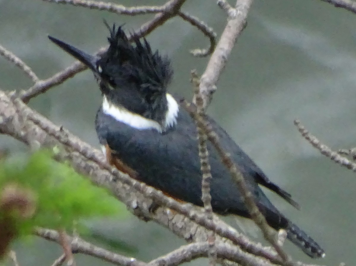 Belted Kingfisher - Shirley Zundell