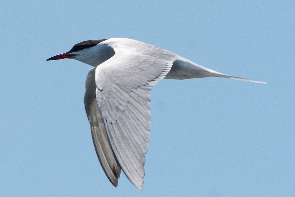 Common Tern - Joanne Priest