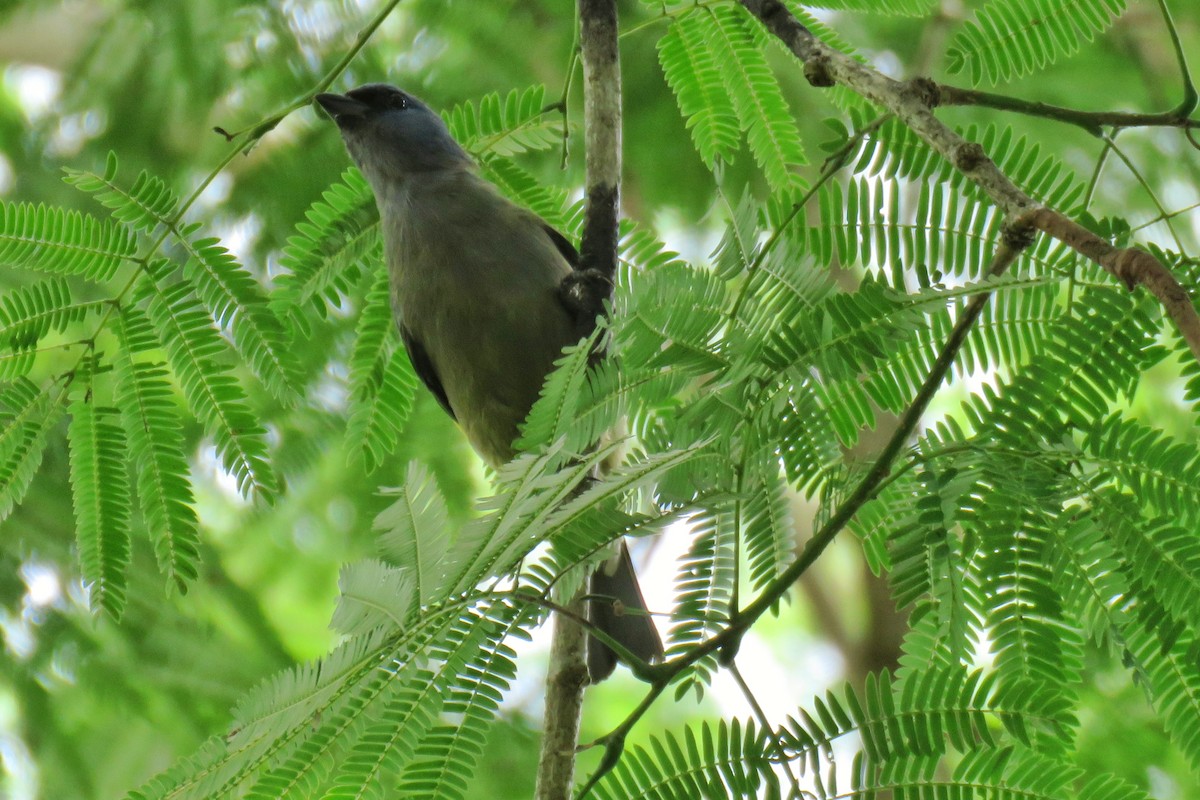 Yellow-winged Tanager - ML104554531