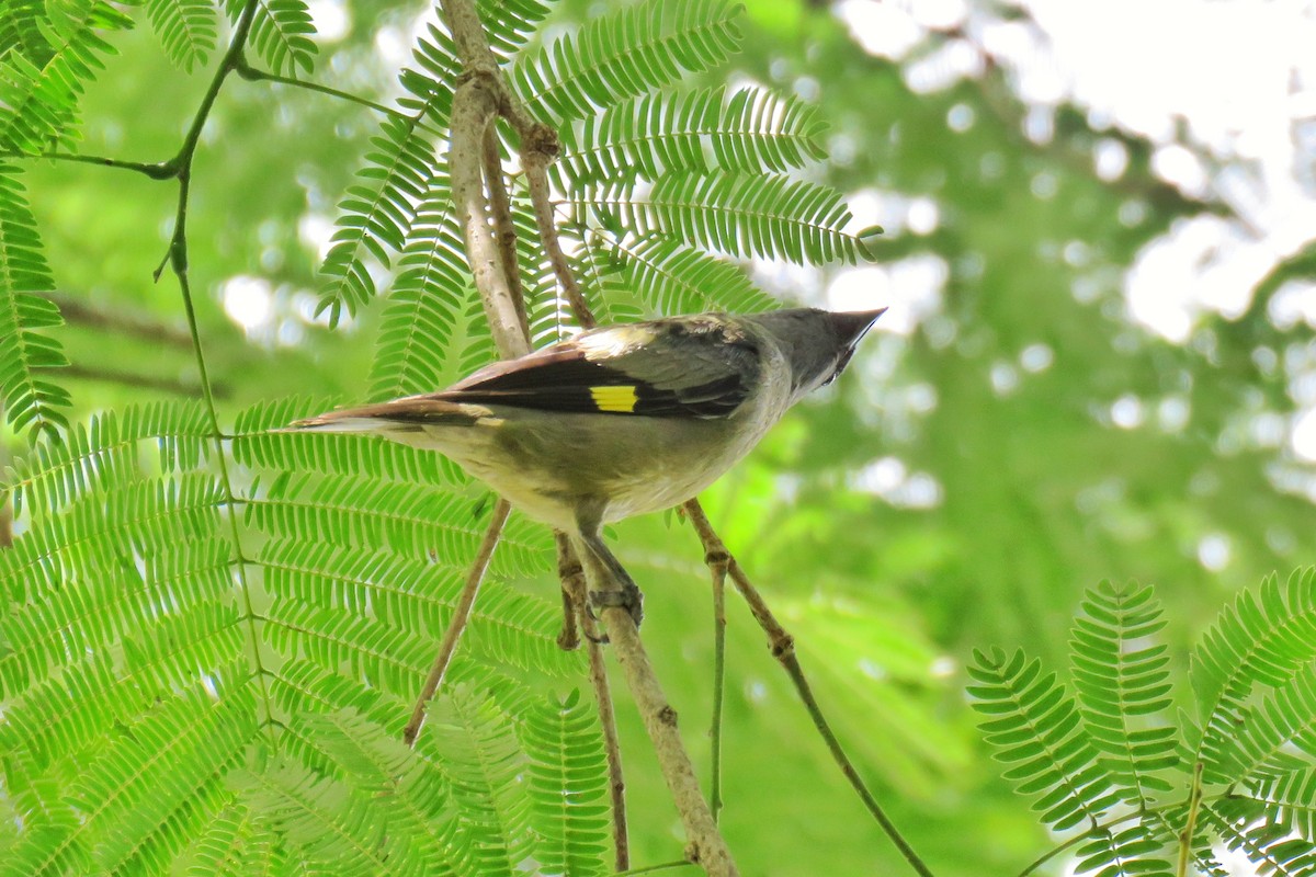Yellow-winged Tanager - ML104554541