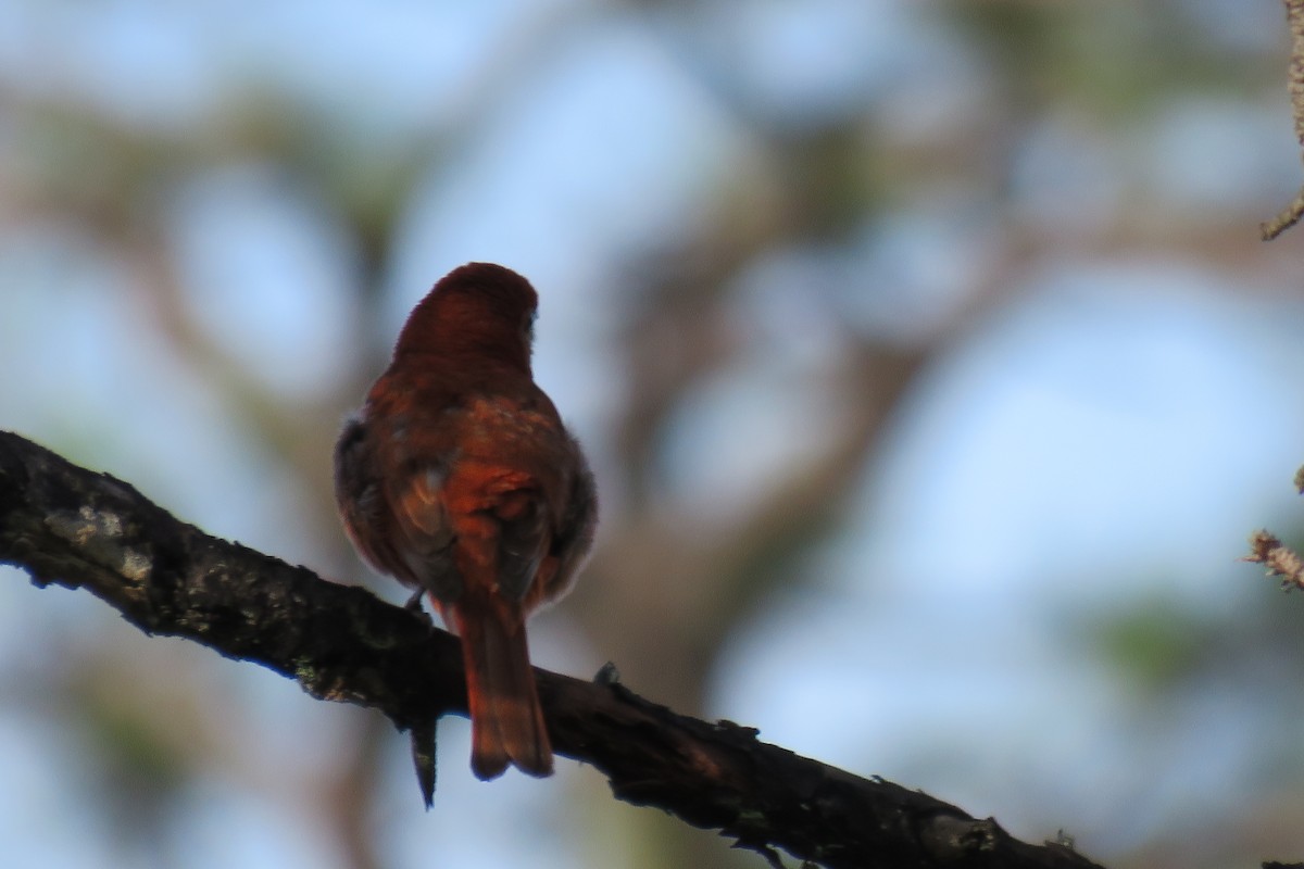 Hepatic Tanager - ML104554581