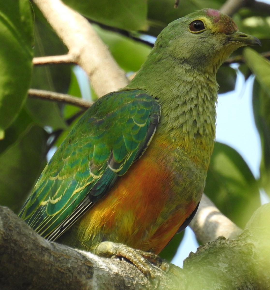 Rose-crowned Fruit-Dove - ML104555281