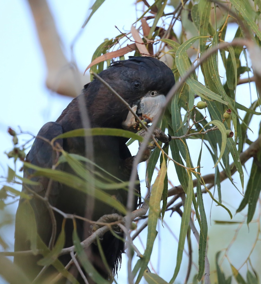 Red-tailed Black-Cockatoo - Ian Halliday
