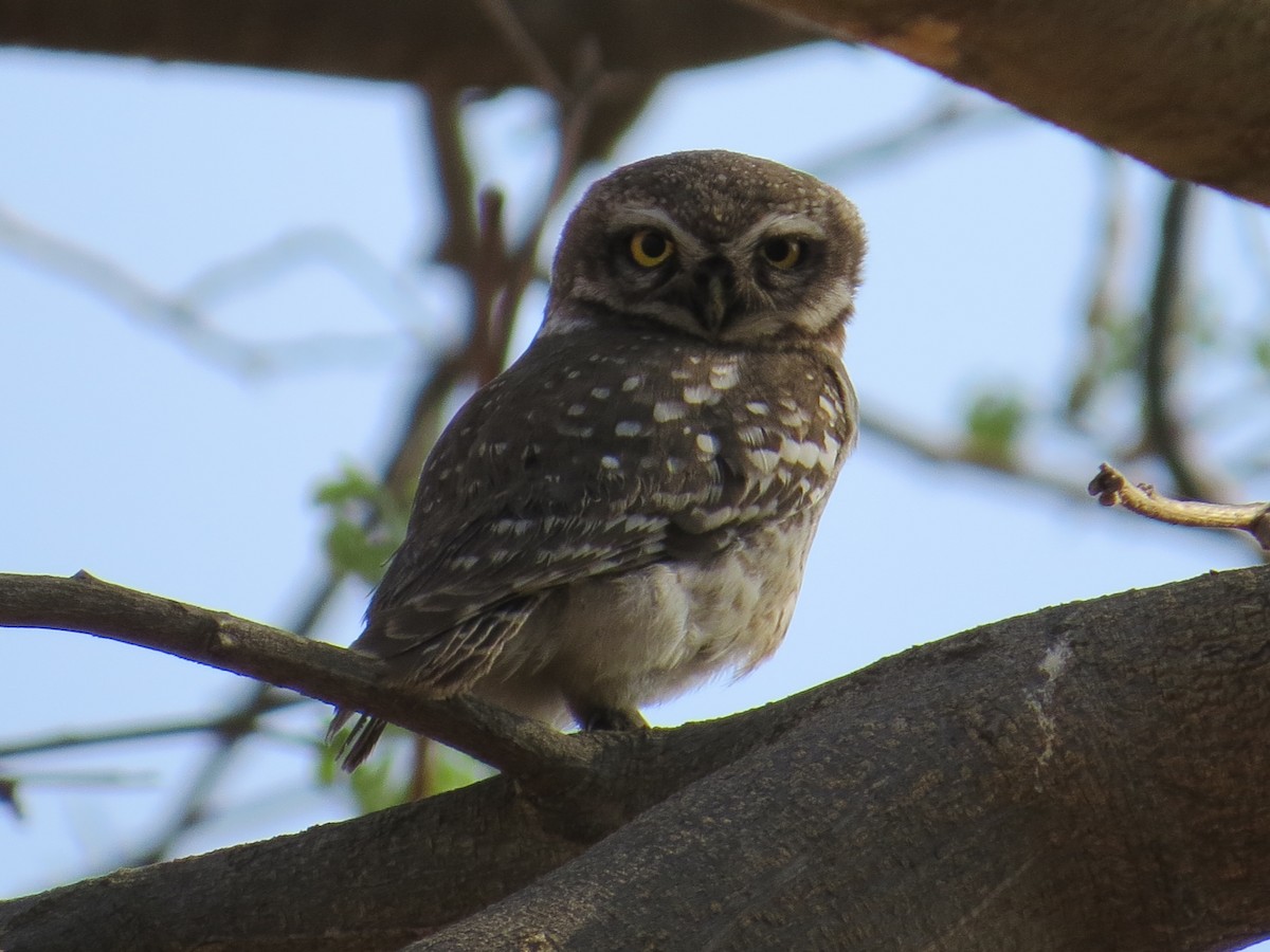 Spotted Owlet - Tej Vohra