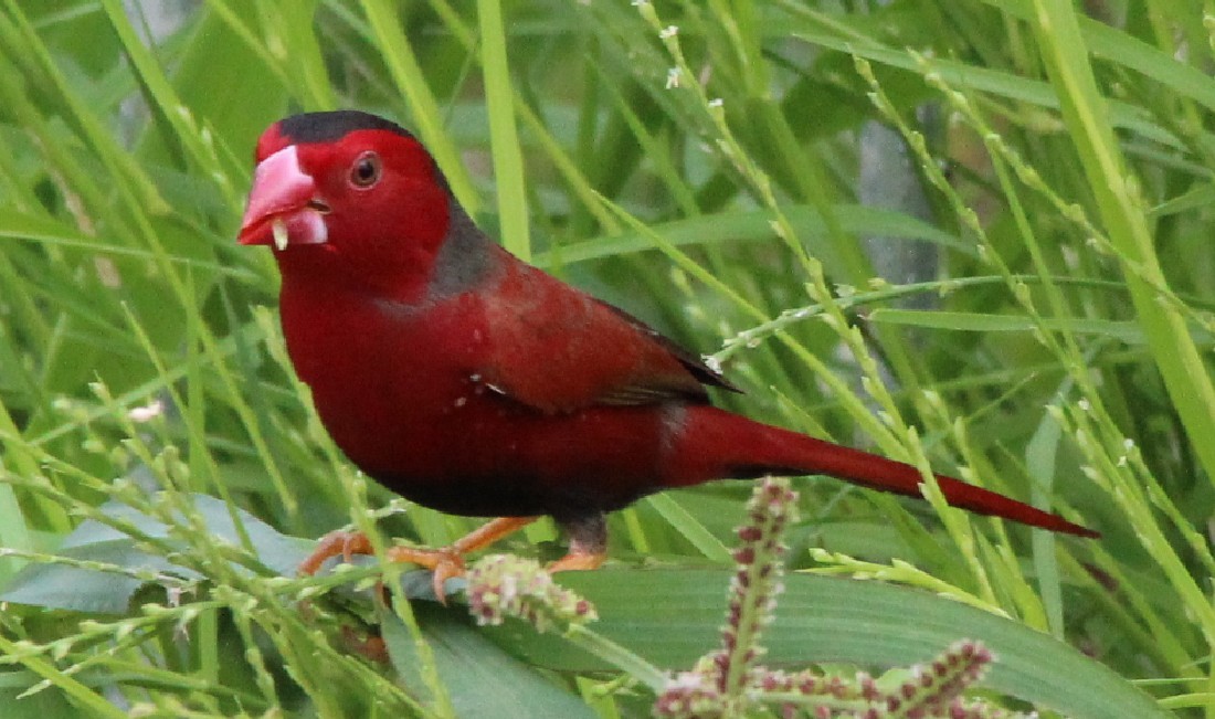 Crimson Finch - Magen Pettit