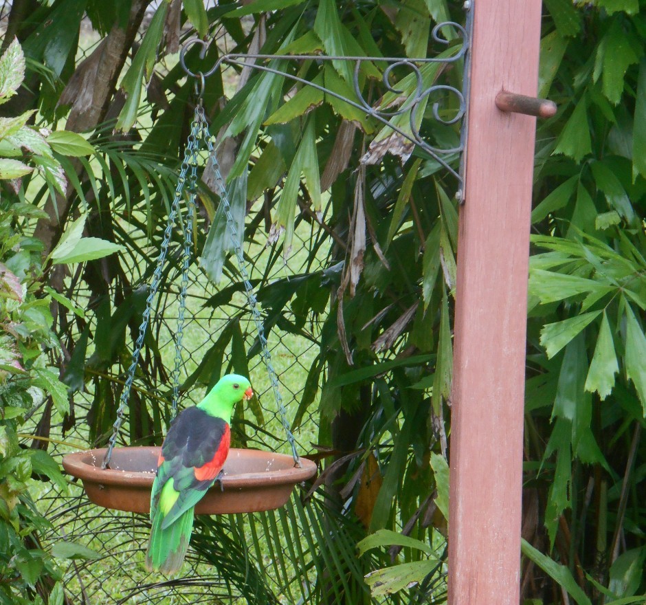 Red-winged Parrot - Magen Pettit