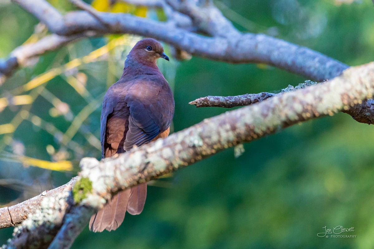 Brown Cuckoo-Dove - ML104561101