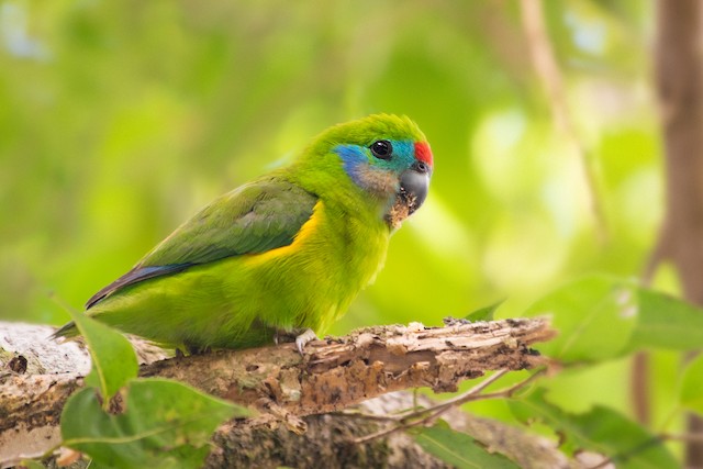 Double-eyed Fig-Parrot