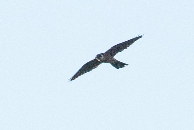 Australian Hobby