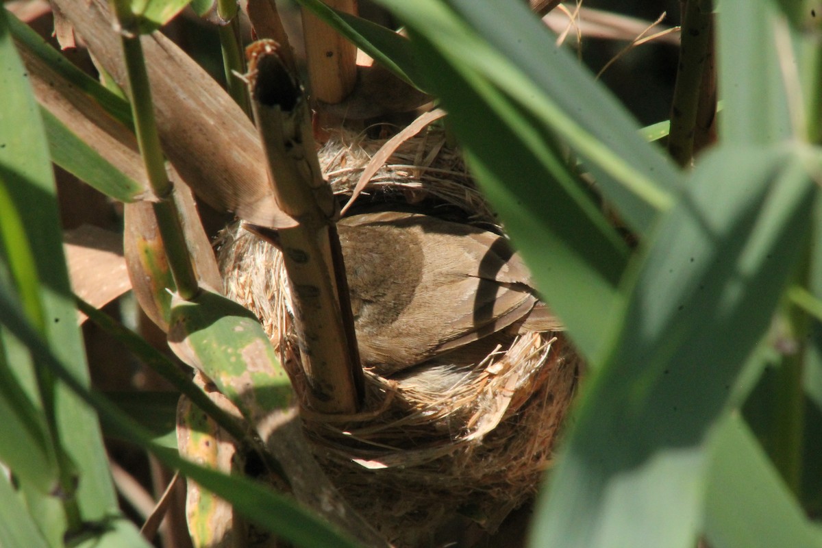 Common Reed Warbler - ML104565741