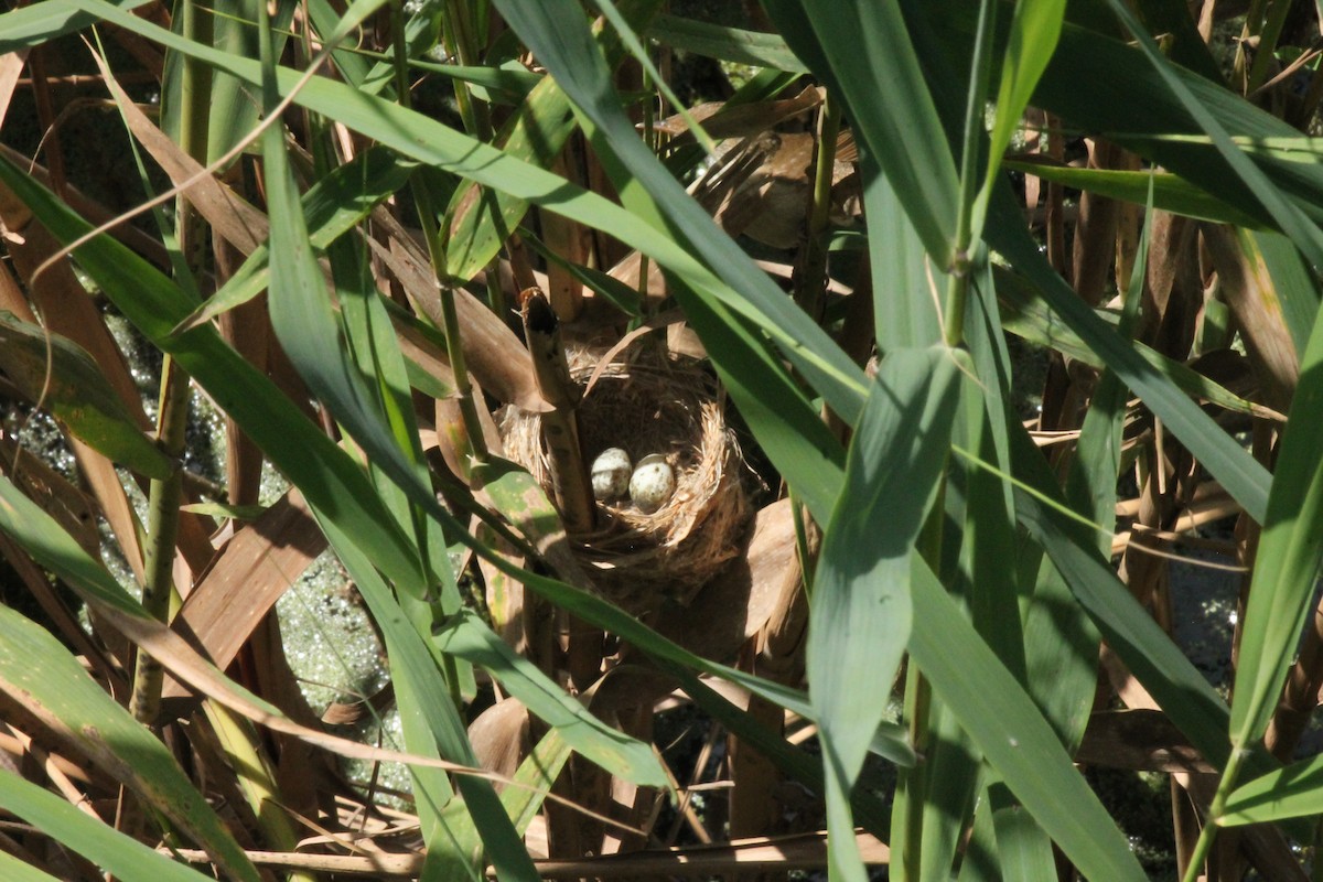 Common Reed Warbler - Ido Gal