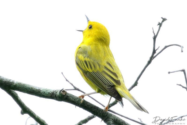 Yellow Warbler - David Funke