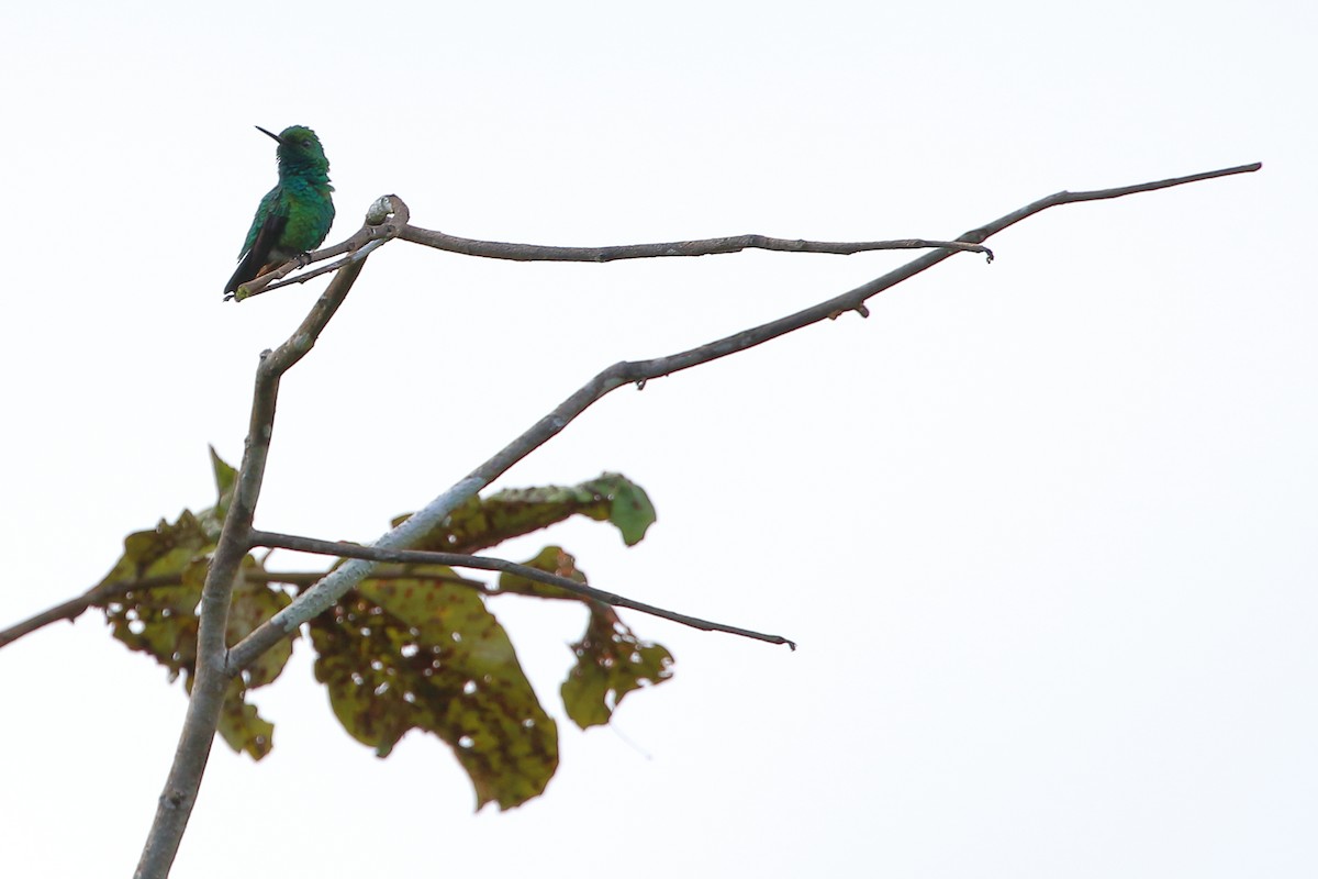 Blue-tailed Emerald - David Bird