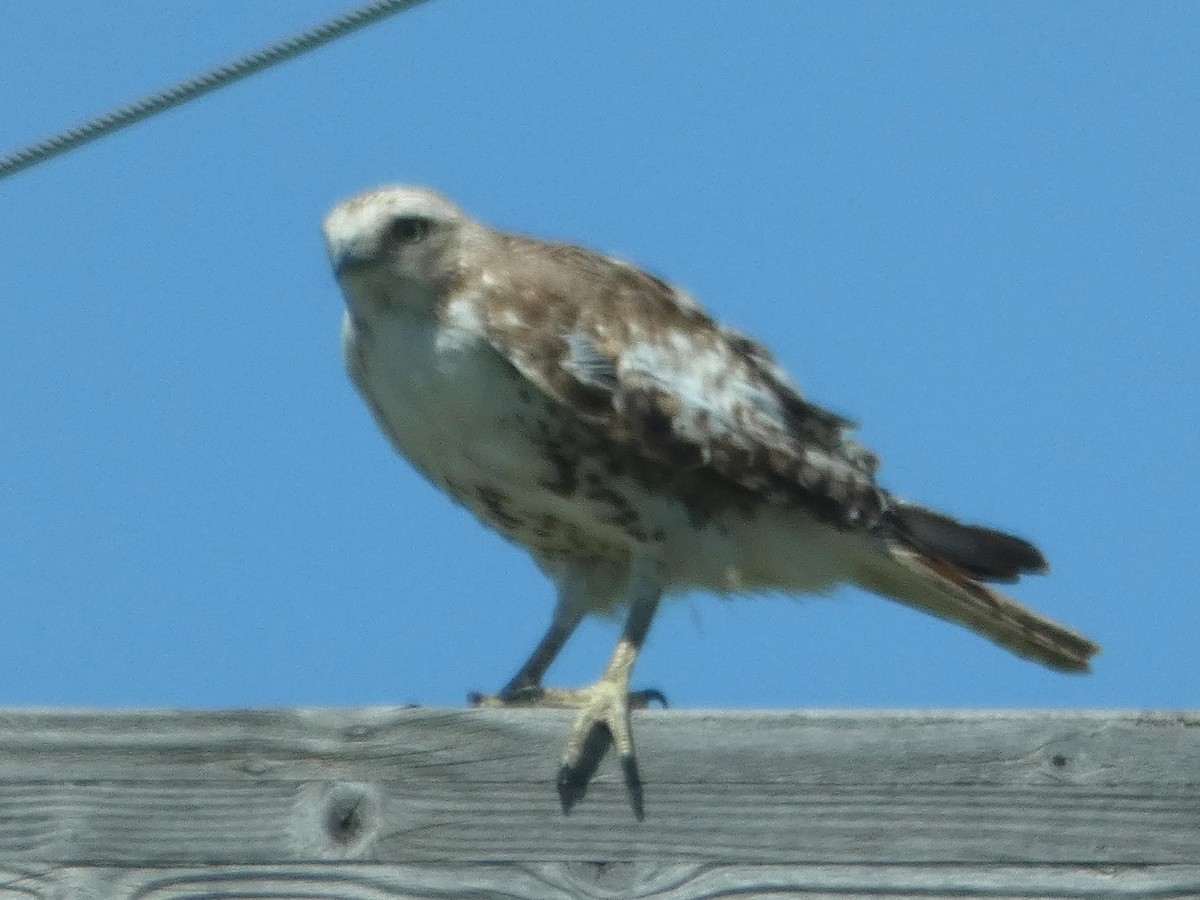 Red-tailed Hawk - ML104570971