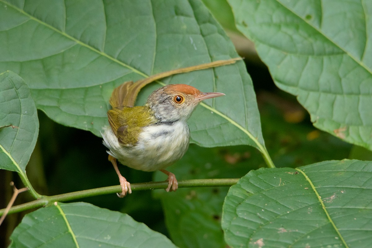 Common Tailorbird - Ayuwat Jearwattanakanok