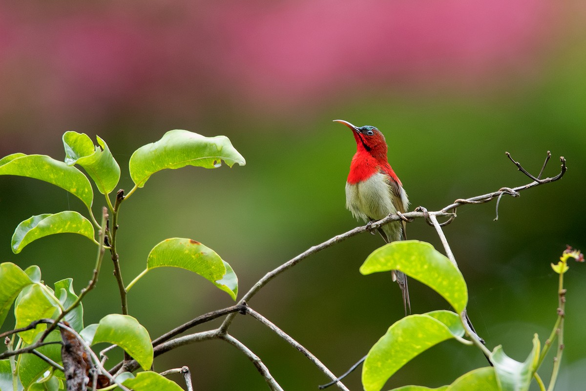 Crimson Sunbird - Ayuwat Jearwattanakanok