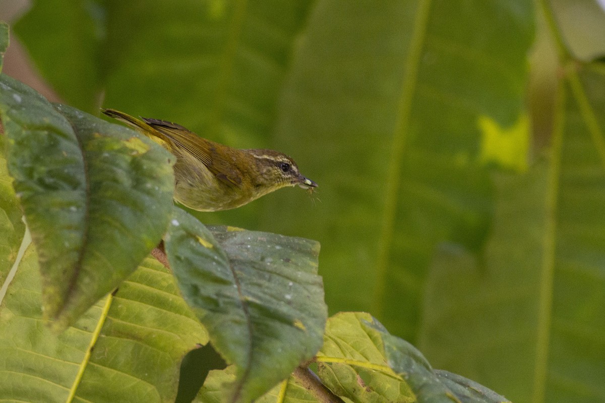 Sulawesi Leaf Warbler - Benjamin Van Doren