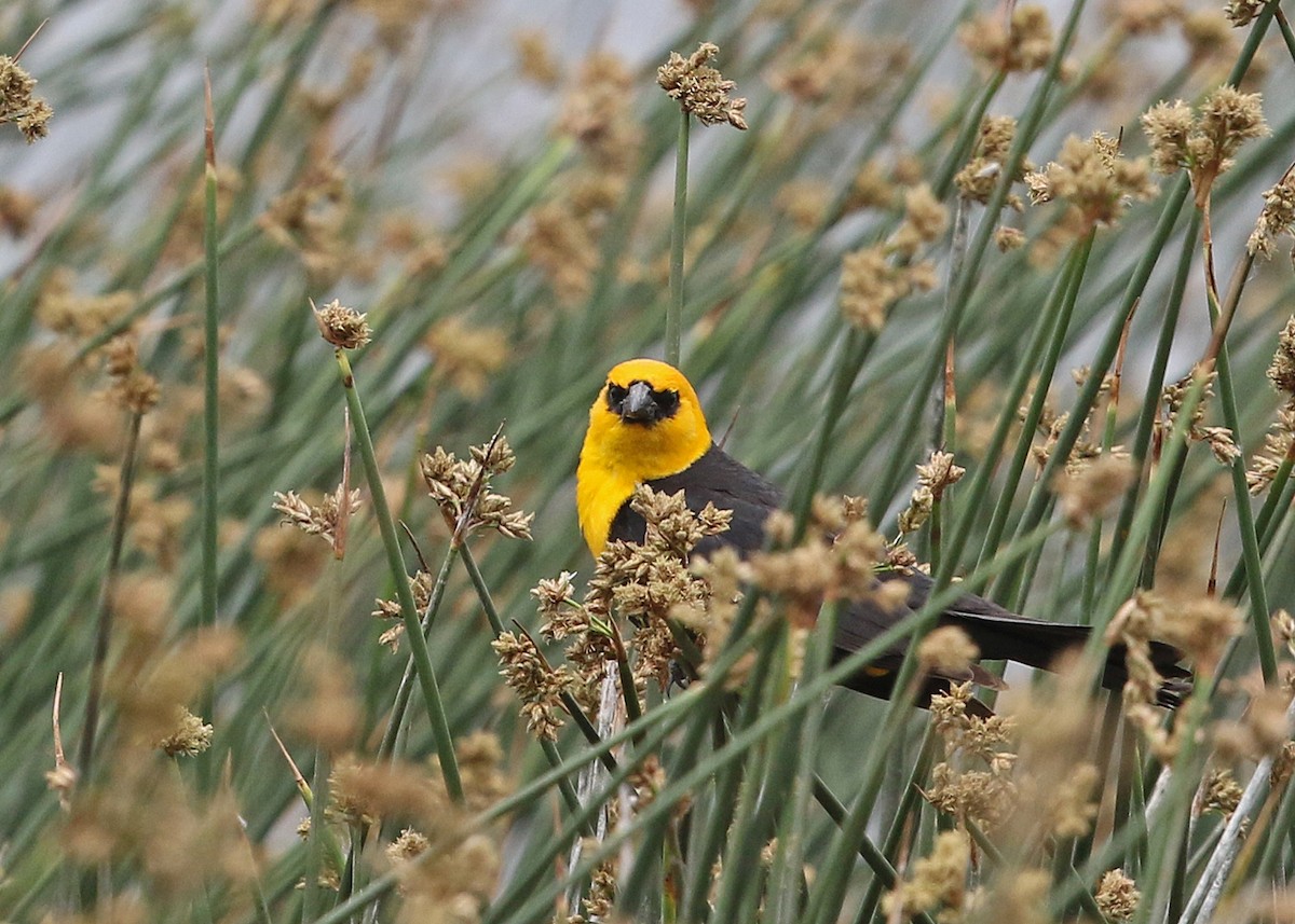 Yellow-headed Blackbird - Jim Guyton