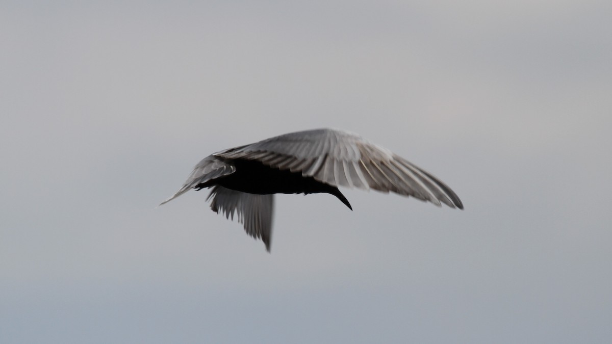 Black Tern - Geoffrey Urwin