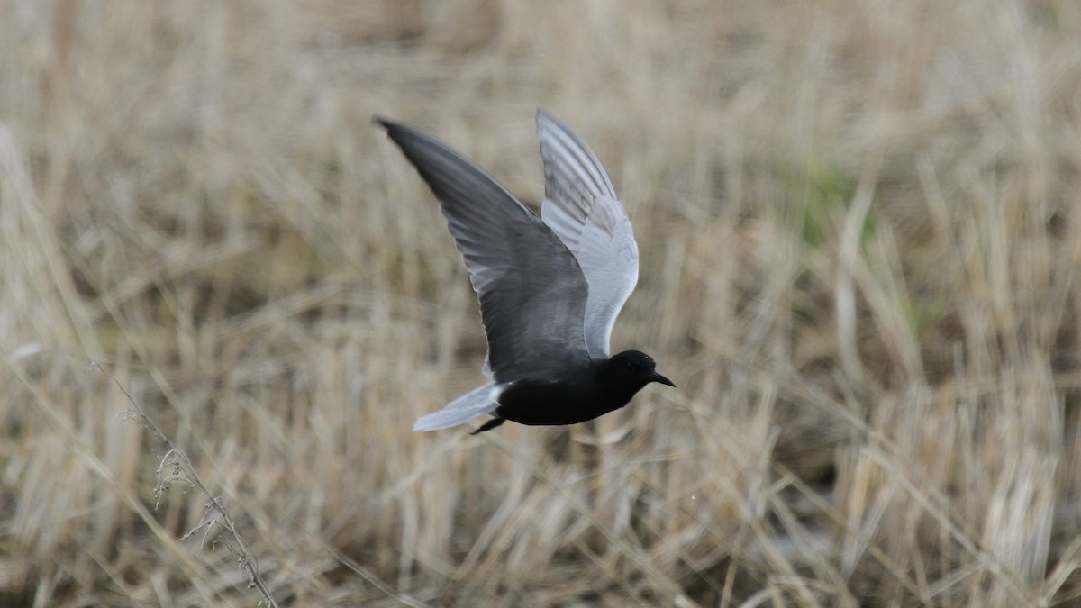 Black Tern - Geoffrey Urwin