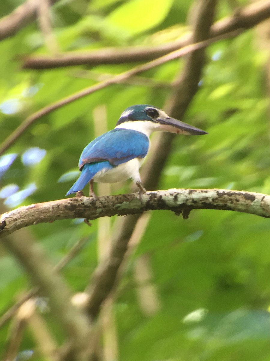 Collared Kingfisher - Martin Kennewell
