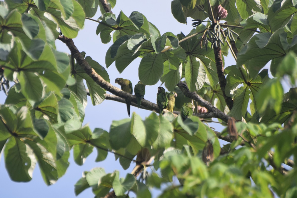 Olive-throated Parakeet (Aztec) - ML104577241