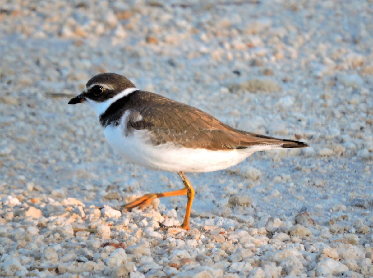 Semipalmated Plover - ML104578631