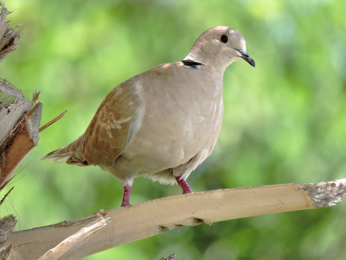 Eurasian Collared-Dove - S. K.  Jones