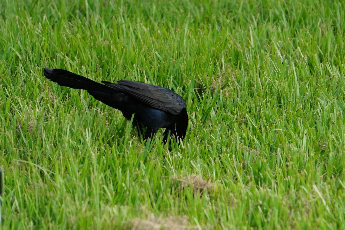 Boat-tailed Grackle - ML104586231