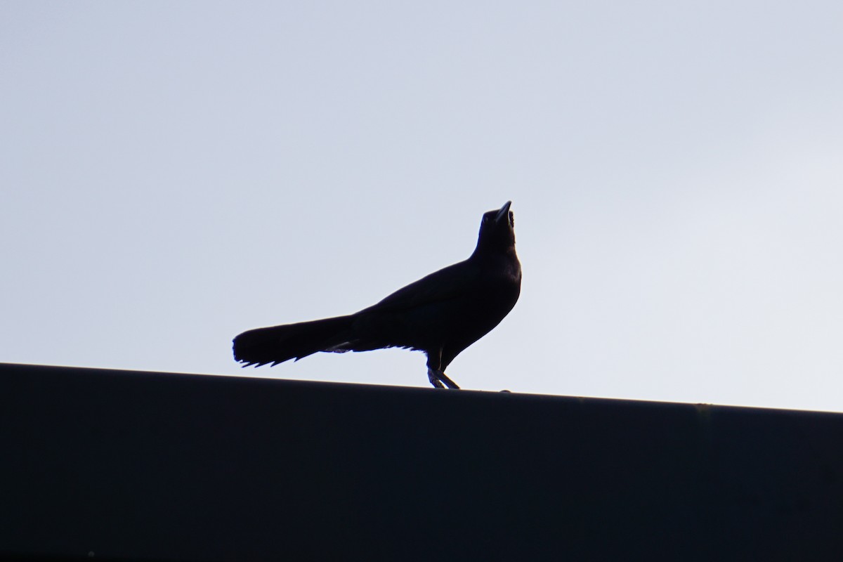 Boat-tailed Grackle - ML104586241