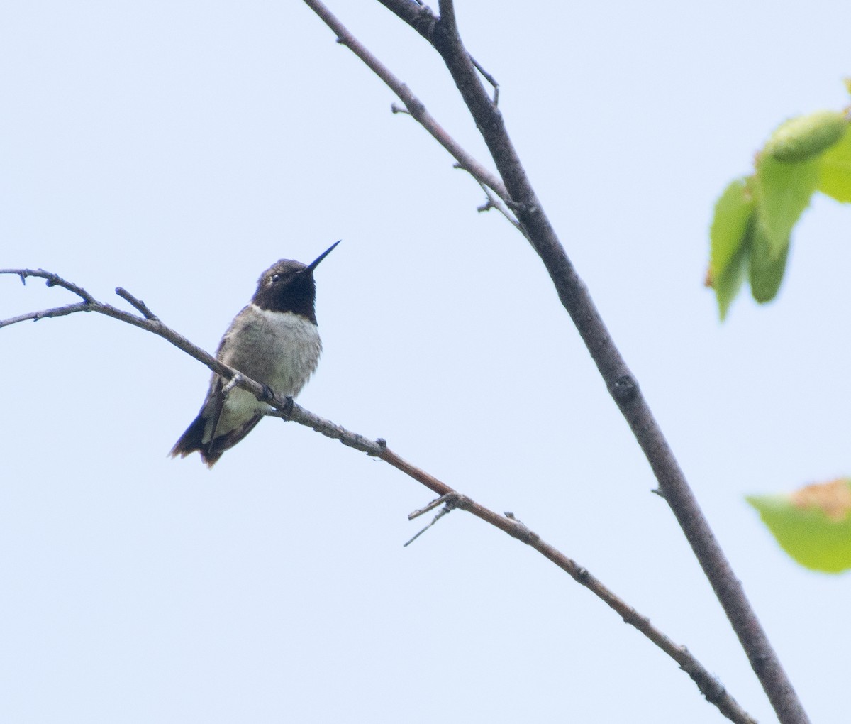 Black-chinned Hummingbird - Anonymous