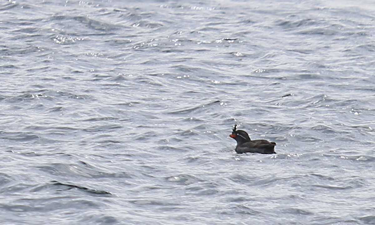 Crested Auklet - ML104587211