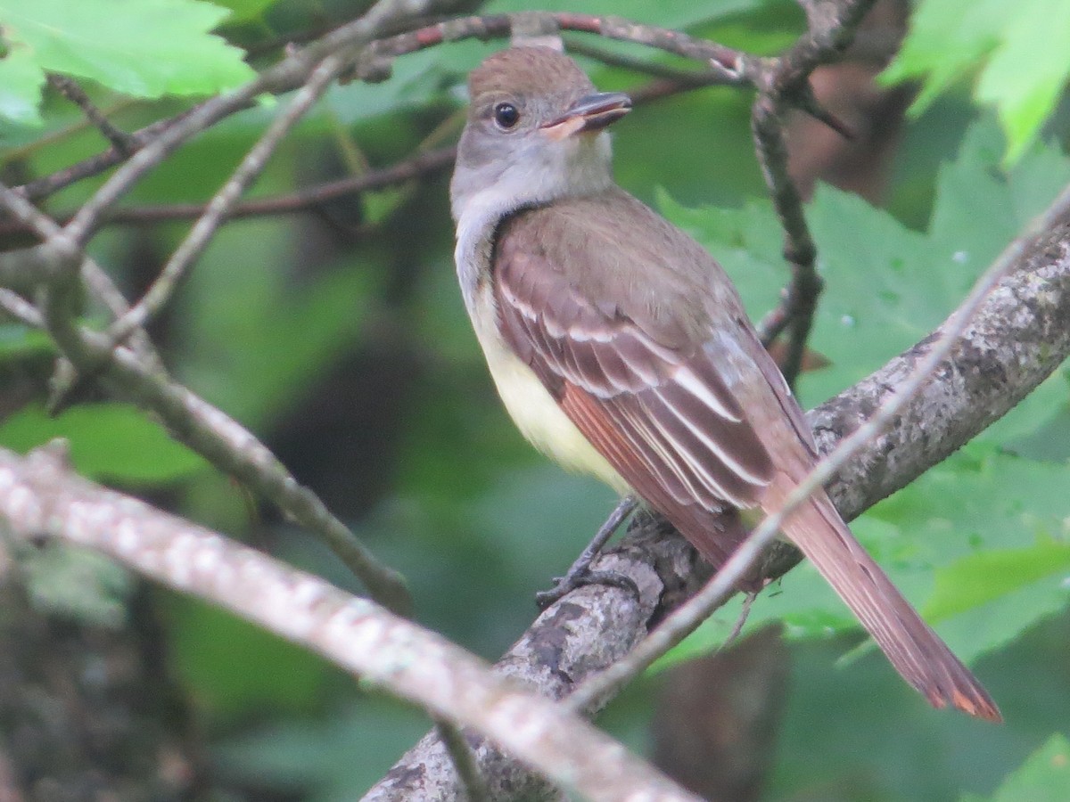 Great Crested Flycatcher - ML104587901