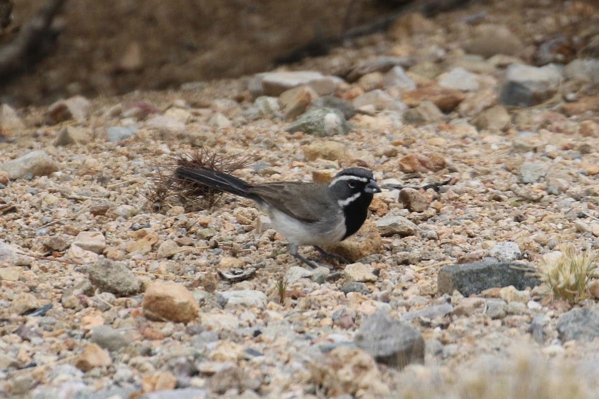 Black-throated Sparrow - ML104591301