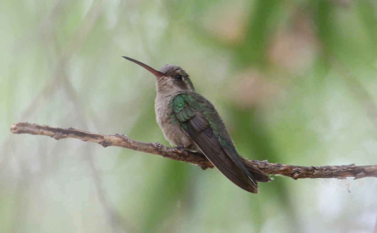 Broad-billed Hummingbird - Laurens Halsey