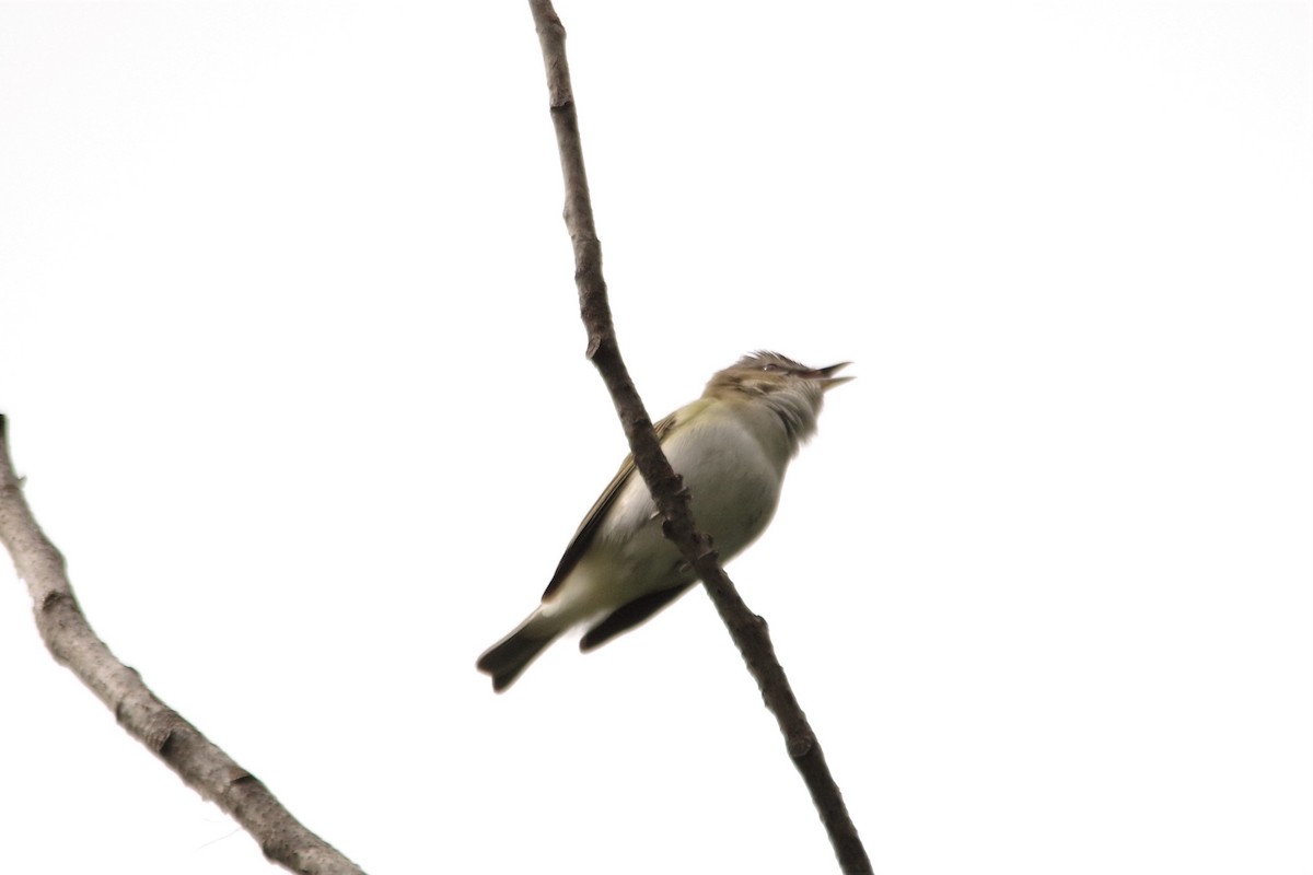 Red-eyed Vireo - Don Manson