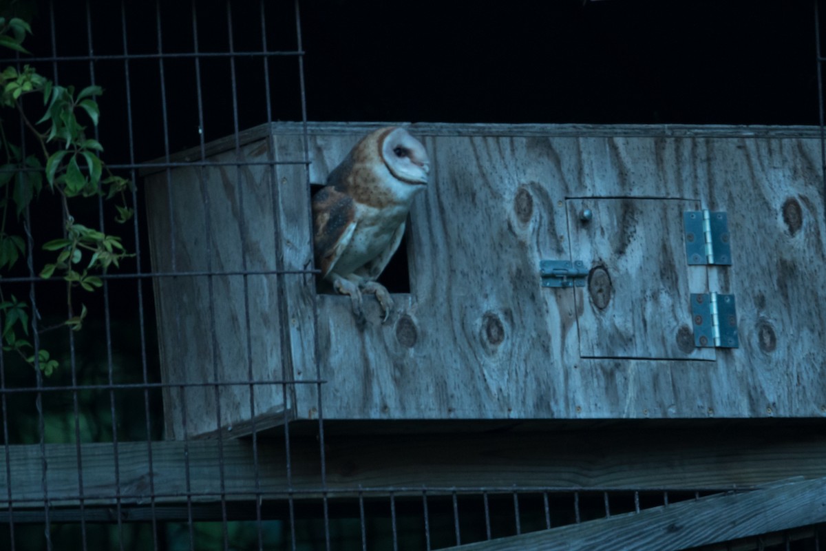 Barn Owl - Megan Kasprzak