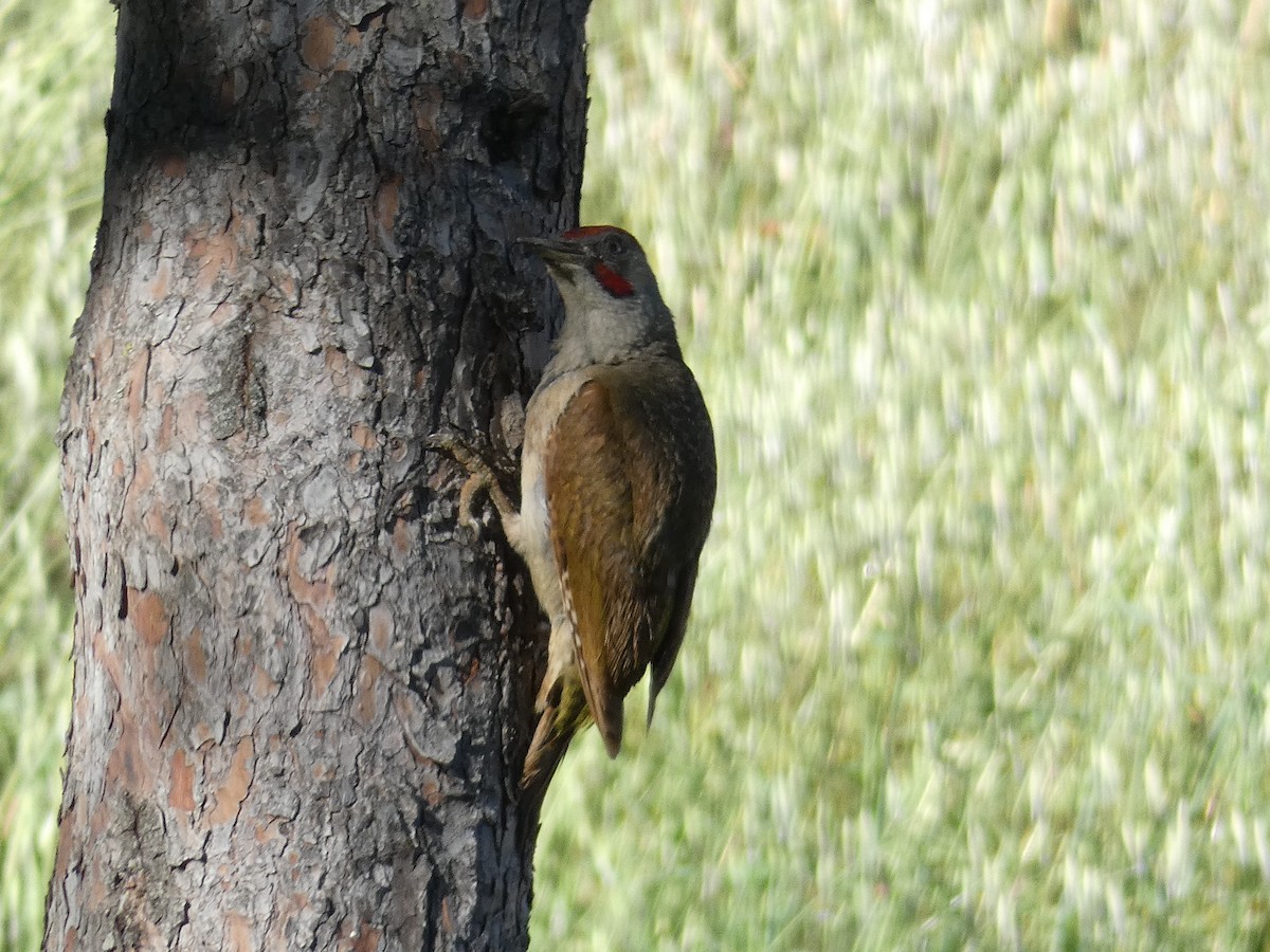 Iberian Green Woodpecker - Fernando T Rico