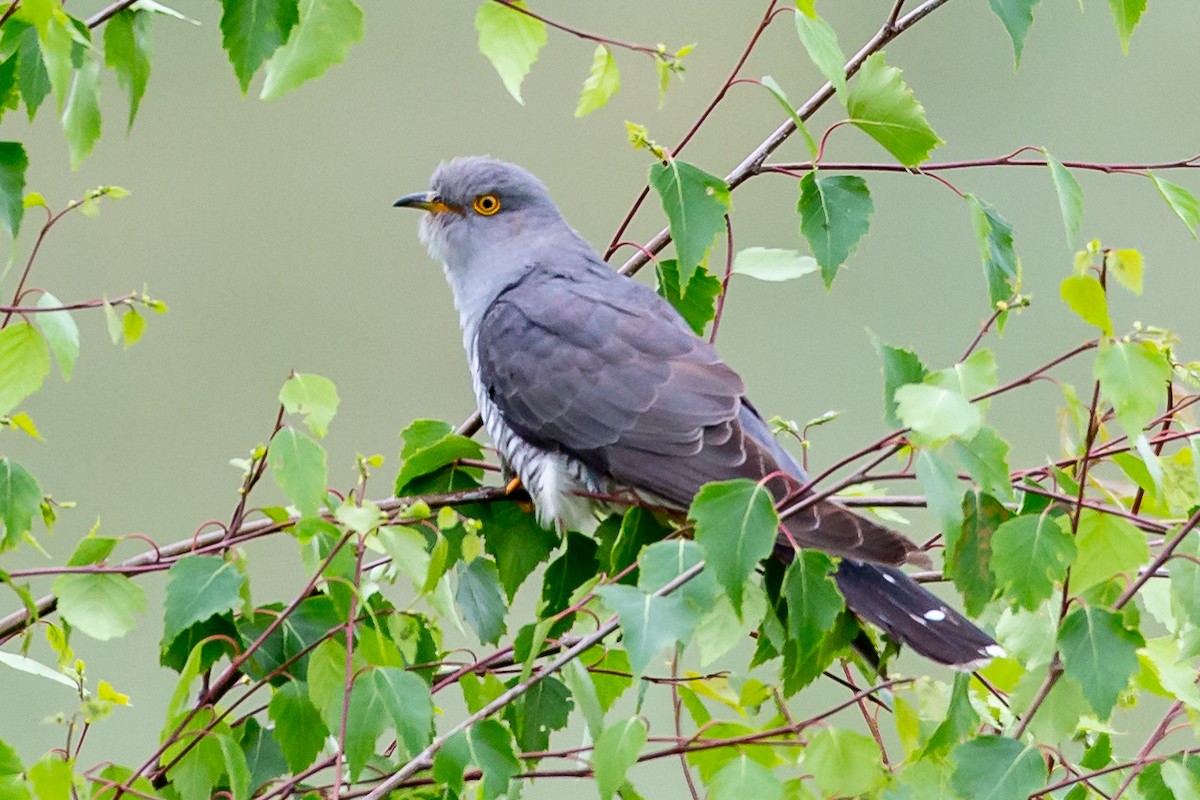 Common Cuckoo - ML104607971
