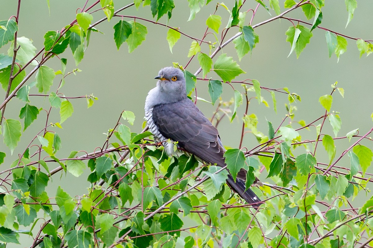 Common Cuckoo - ML104607981
