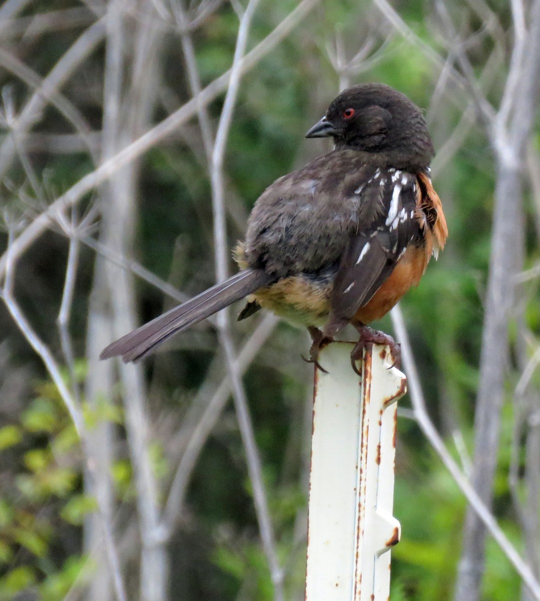 Spotted Towhee - Malcolm Blanchard
