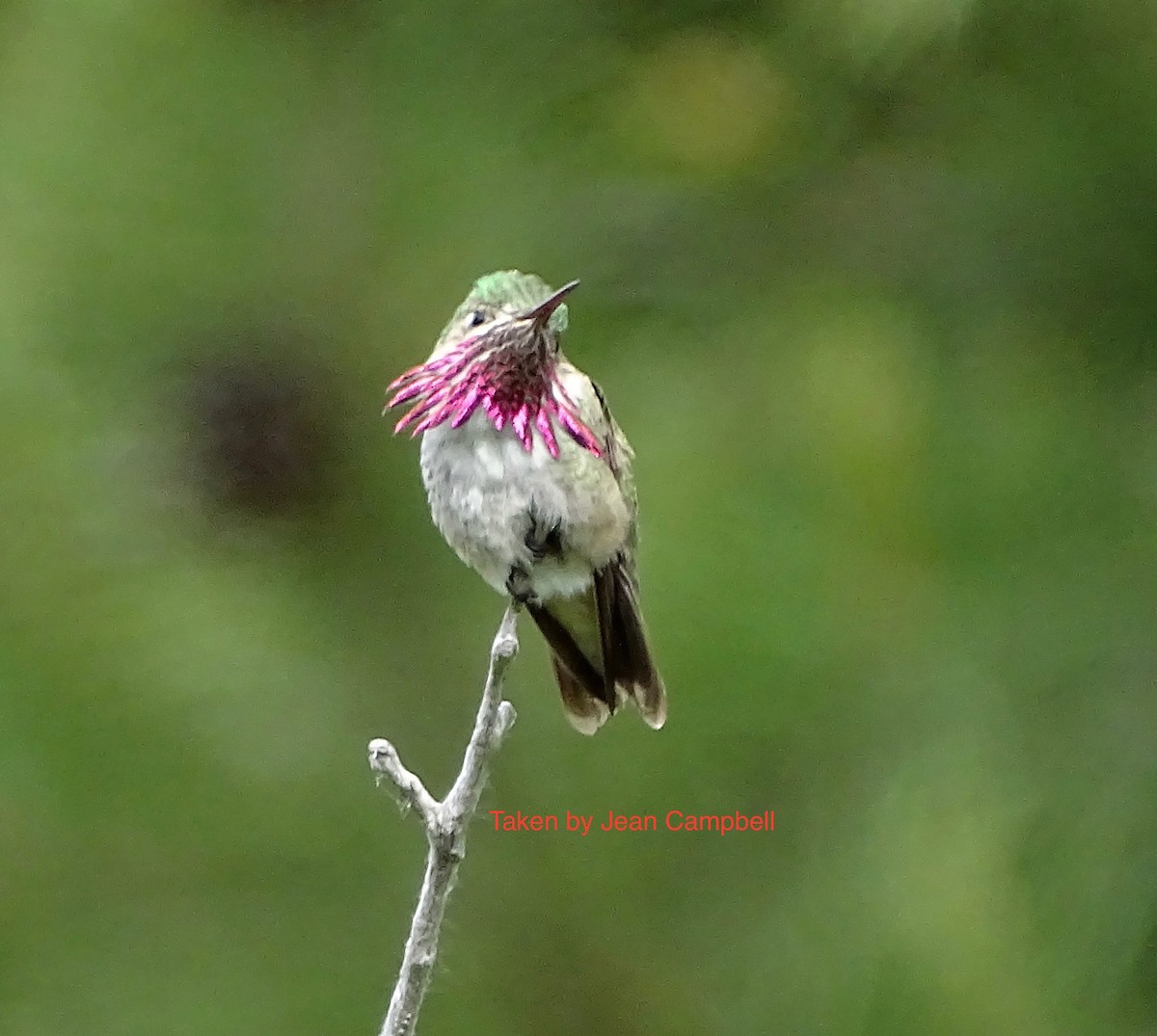 Calliope Hummingbird - ML104613231