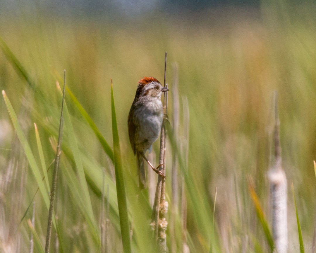 Swamp Sparrow - Pat Schiller