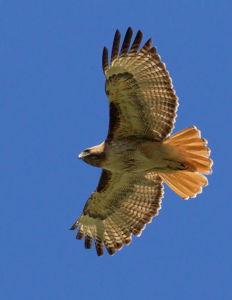 Red-tailed Hawk - Ed Harper