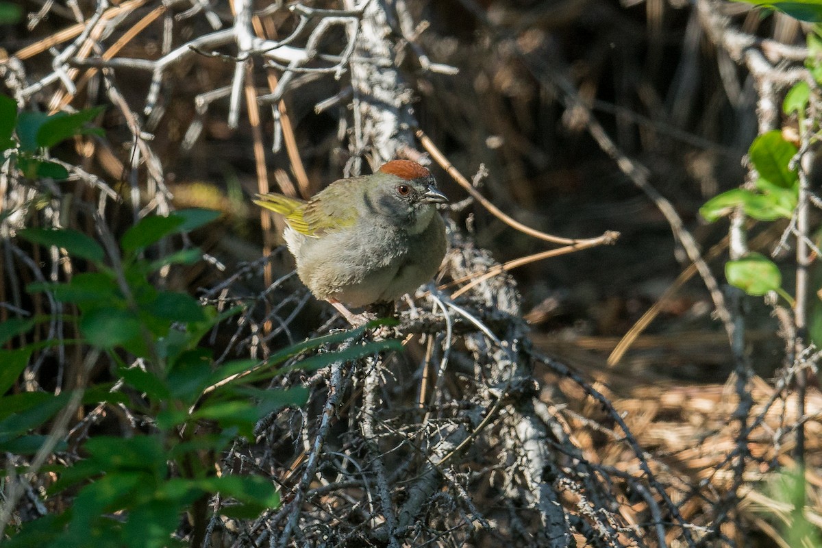 Green-tailed Towhee - Jeff Bleam