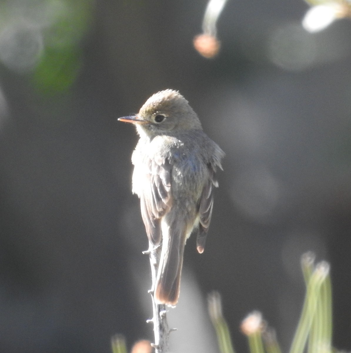 Western Flycatcher (Pacific-slope) - Mike Coulson