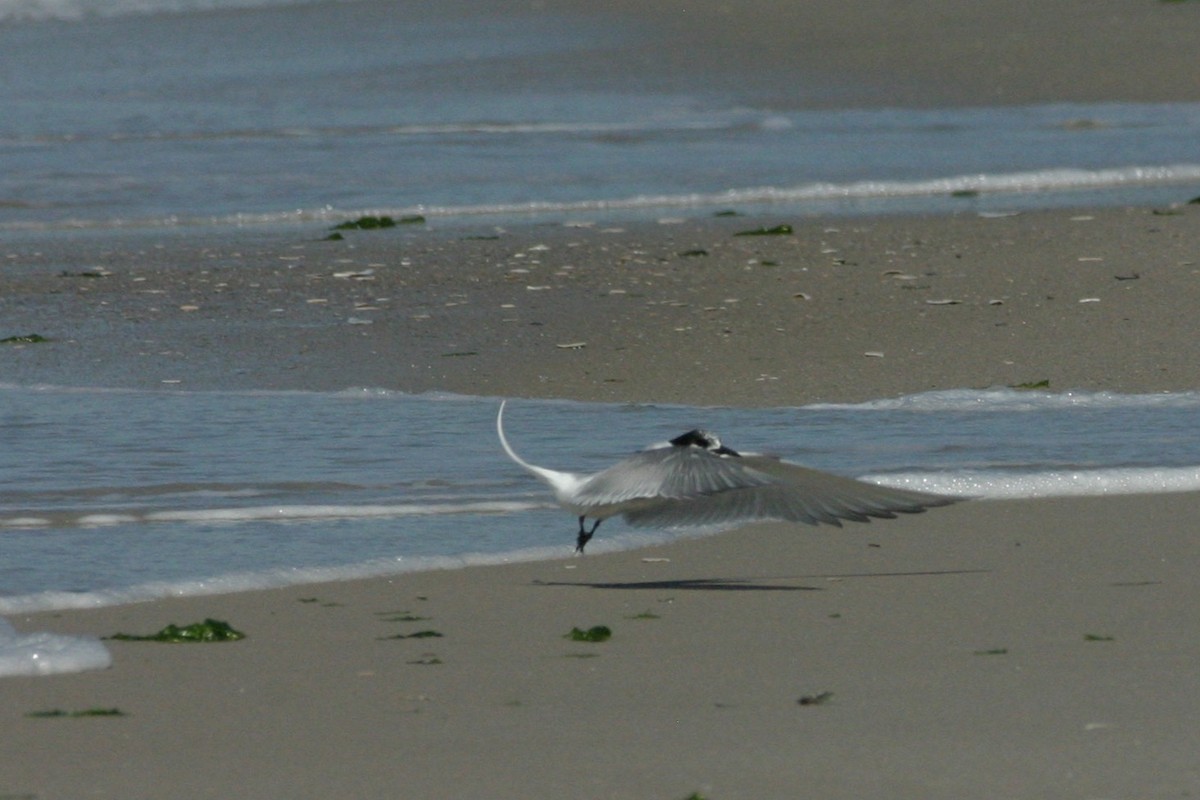 Arctic Tern - Shai Mitra