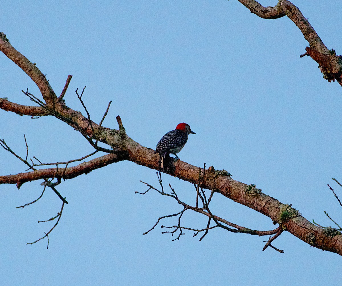 Red-bellied Woodpecker - Rickey Shive